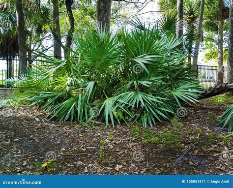 Saw Palmetto Large Tree In A Public Park Stock Image Image Of