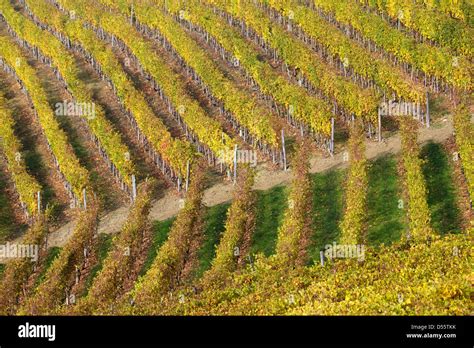 Rows Vineyard On Hill Stock Photo Alamy