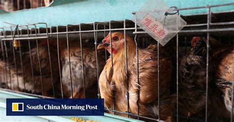 Appeal For Hong Kong To Screen For Bird Flu Variant After Guangdong