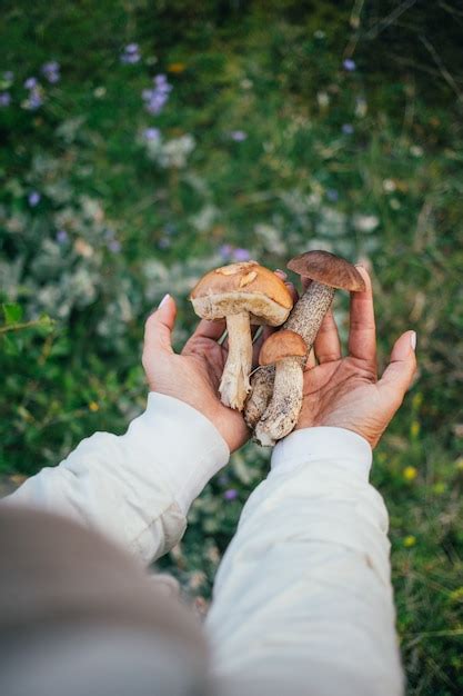 Images De Champignons Sauvages Armillaria T L Chargement Gratuit Sur