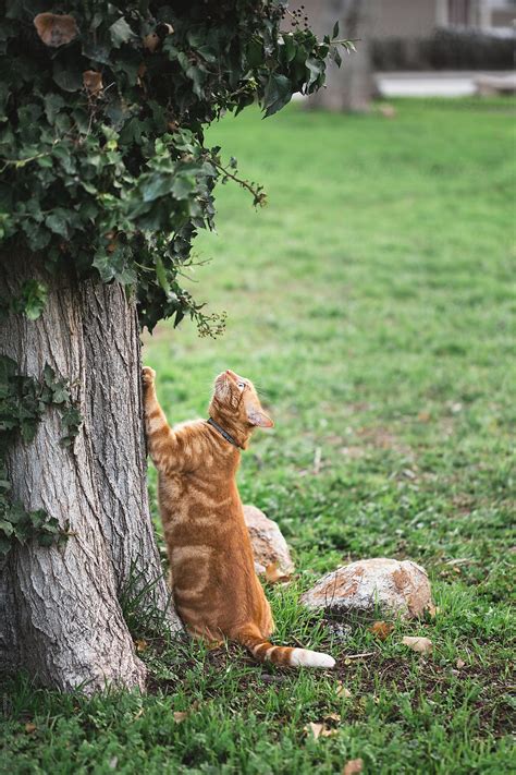 Cat Looking Up At Something In A Tree By Stocksy Contributor Amy