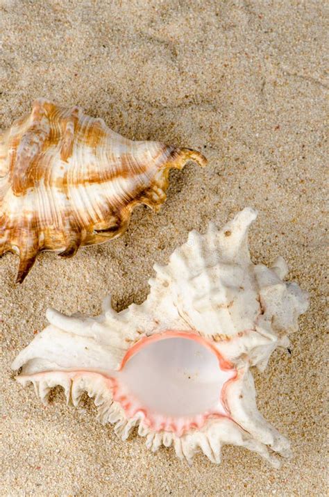 Conchs And Shells Stock Image Image Of Seastar Closeup 30472643