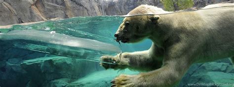 Download Wallpapers 3840x2160 Polar Bear, Underwater, Swim, Baby 4K ...