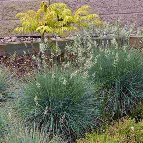 Elijah Blue Fescue Grass Container Breezy Hill Nursery Main