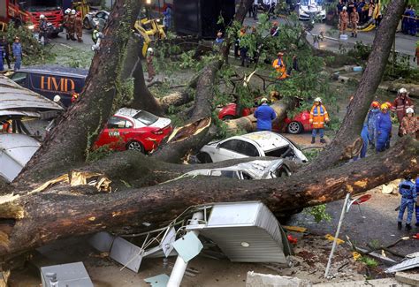 Pokok Besar Tumbang Seorang Lelaki Maut