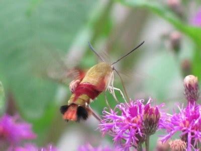 Hummingbird Moth Life Cycle