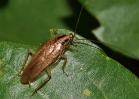 2024 Guide Identifying Bugs That Look Like Roaches Mistaken Identity