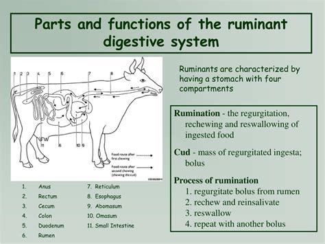 Ruminant Digestive System Parts And Functions