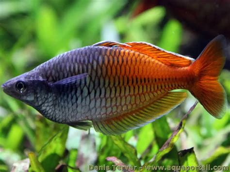 Melanotaenia Boesemani Le Poisson Arc En Ciel De Boeseman