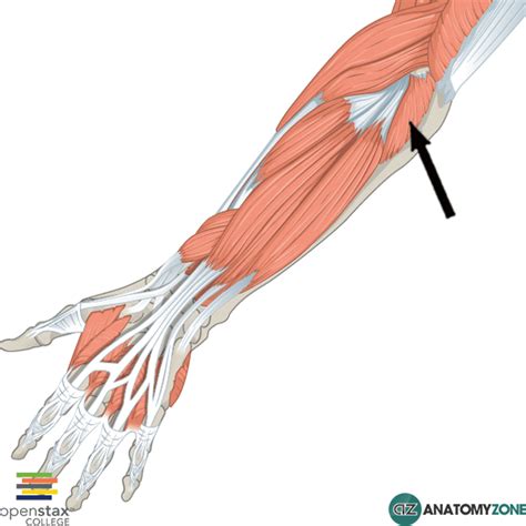 Anconeus Anatomyzone