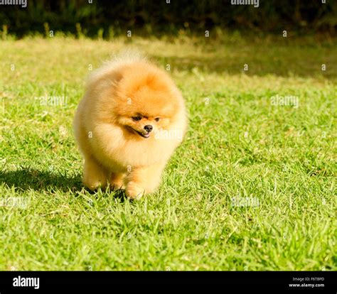 A Small Young Beautiful Fluffy Orange Pomeranian Puppy Dog Walking On