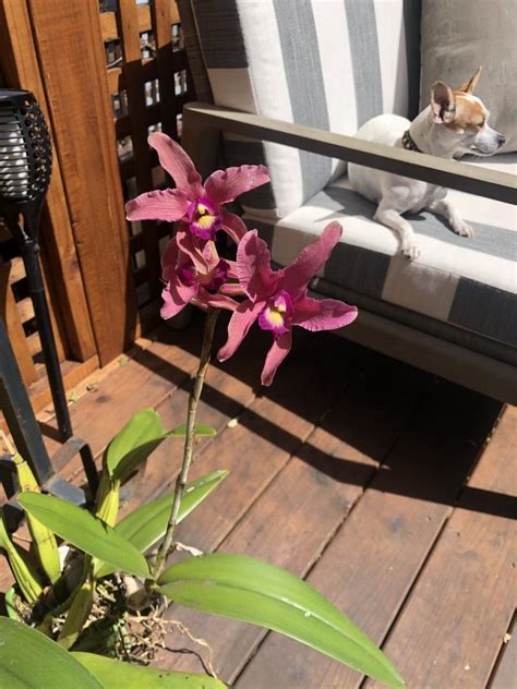 Laelia Blooming Season Starting As Mid Autumn Arrives Tropical