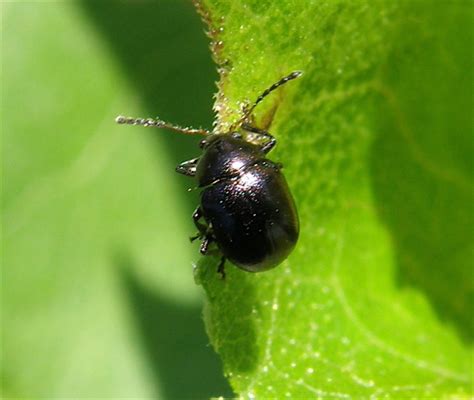 Small Black Beetle Brachypnoea Bugguidenet