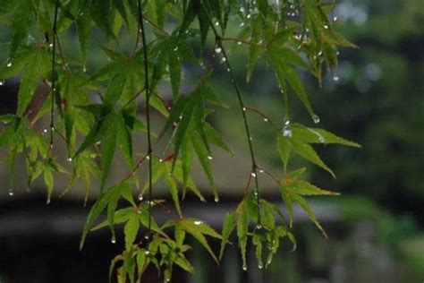 武汉梅雨季节2021什么时间入梅 持续多久 旅泊网