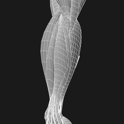 Muscles Of The Human Arm 3d Model By Dcbittorf