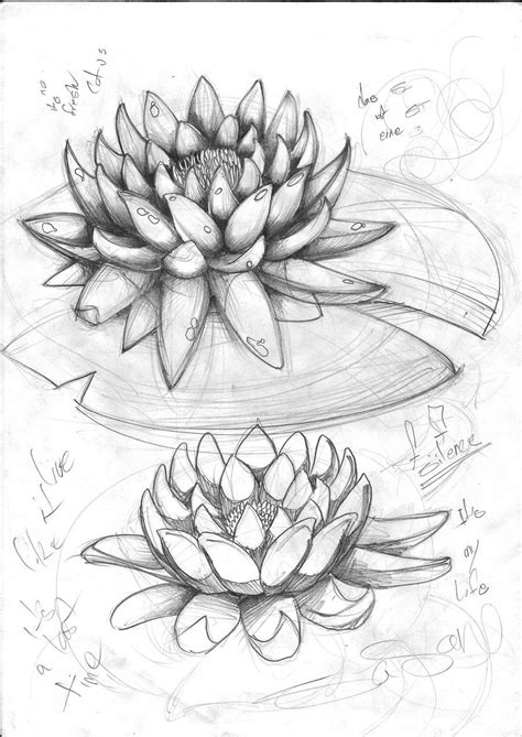 lotus sketch by sasan-ghods on deviantART | Pencil drawings of flowers ...