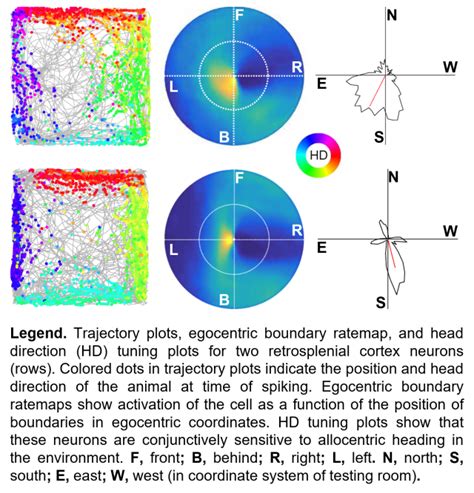 Function of the retrosplenial cortex and associated circuits in spatial ...