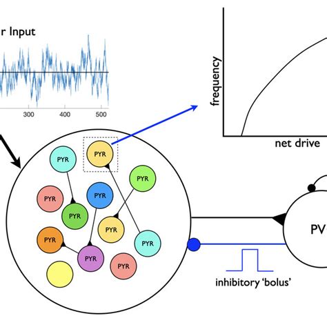 EPSC IPSC Amplitude Ratios From Detailed Model Network Cells