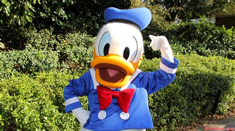 Donald Duck Wallpaper 57 Images