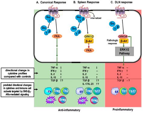 A Canonical β 2 Adrenergic Receptor β 2 Ar Signaling Response The