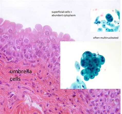 Biol Chapter Histology Flashcards Quizlet