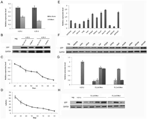 Expression Of Gfp A Relative Real Time Rt Pcr Analysis Of Gfp Mrna