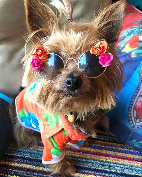 Dog sunglasses/ Flower dog sunglasses/ Dog sunglasses with | Etsy