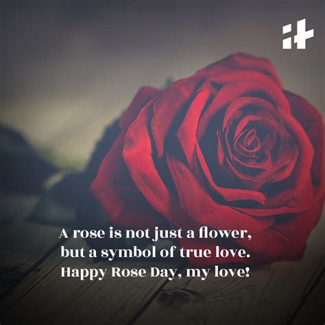 Happy Rose Day 2023 Wishes Messages Sms Quotes Images And Whatsapp