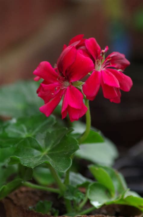 Geranium Blommor Röda Gratis foto på Pixabay Pixabay