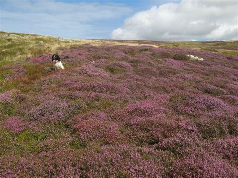 Heather Patch Jonathan Wilkins Geograph Britain And Ireland