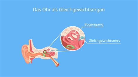 Reicher Mann Operator Gleichgewicht Aufbau Und Funktion Des Ohres