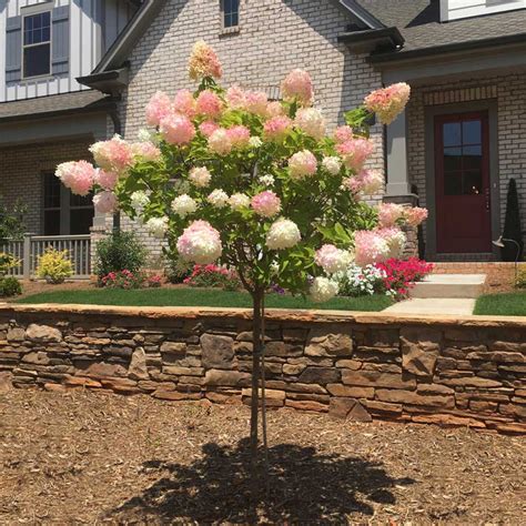 Vanilla Strawberry™ Hydrangea Trees for Sale | BrighterBlooms.com