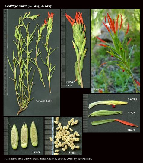 Castilleja minor : The Arizona Native Plant Society