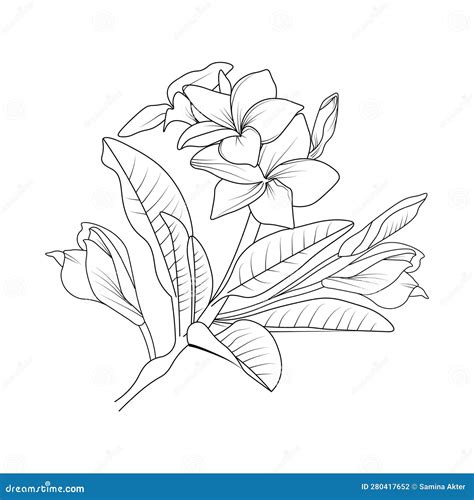 Frangipani Flower Drawing Vector Sketch Hand Frangipani Flower Sketch