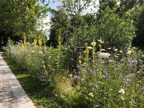 Schmetterlings Und Wildbienensaum Netzwerk Bl Hende Landschaft