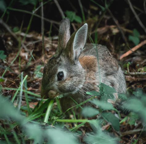 What Do Wild Rabbits Eat | USA Rabbit Breeders