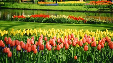 Keukenhof Gardens Tours - Book Now | Expedia