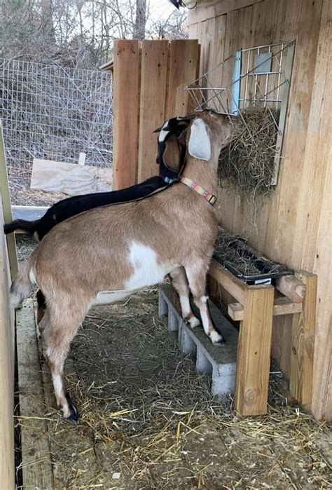 Rugged Ranch Sheep And Goat Basket Feeder At Tractor Supply Co