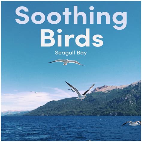 Soothing Birds Album By Seagull Bay Spotify