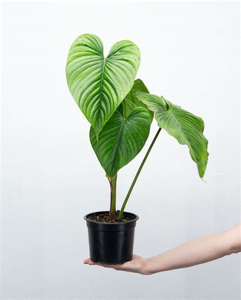 Philodendron Rubrocinctum Platinum Online Kaufen Farnwerk