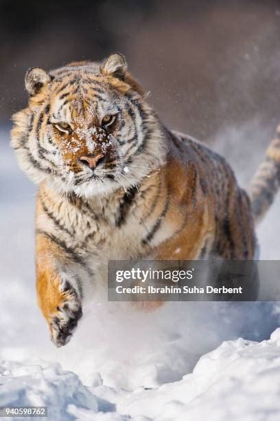 770 Siberian Tiger Prey Stock Photos, High-Res Pictures, and Images ...