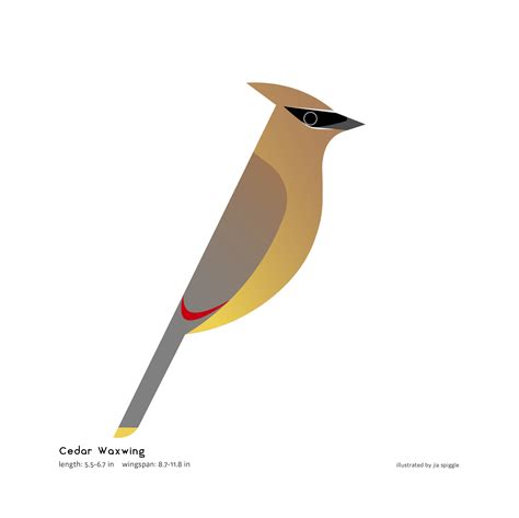 Cedar Waxwing Art Print Bird Illustration Graphic Design Etsy