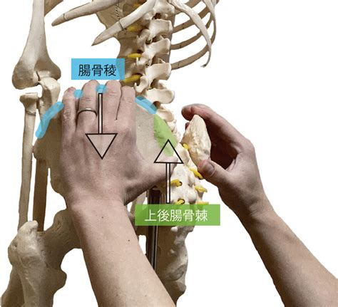 ＜解剖：上後腸骨棘の触診精度を高めるための情報＞ 触診解剖ブログ