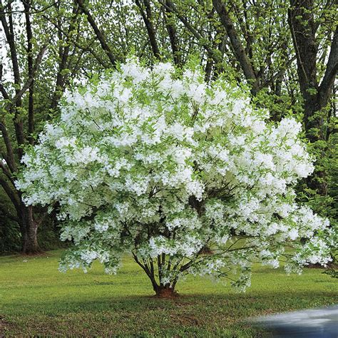 Fringe Tree Native And Ornamental Shrubs And Trees