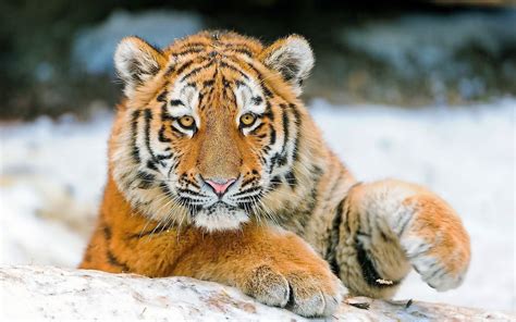 1920x1080 Resolution Adult Bengal Tiger Hd Wallpaper Wallpaper Flare