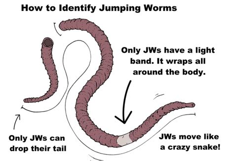 Invasive Jumping Worms Information For Home Gardeners Halton Region Master Gardeners