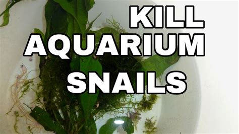 Kill Aquarium Snails On Plants And More Youtube