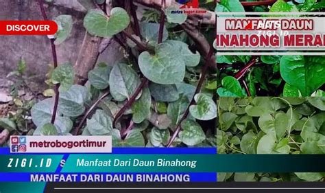 Ketahui Manfaat Daun Binahong Yang Jarang Diketahui