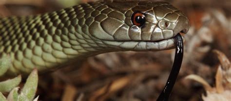 King Brown Snake | NatureRules1 Wiki | Fandom