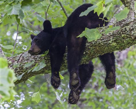 Wild Paws Sanctuary | Black Bear